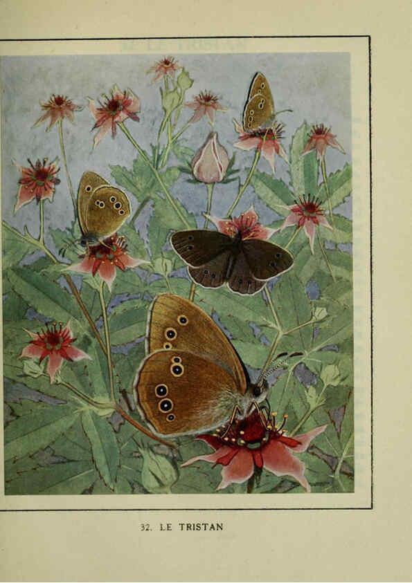 Reproducción/Reproduction 6197932816: Les papillons dans la nature Neuchâtel ;Éditions Delachaux and Niestlé, s.a., 1934