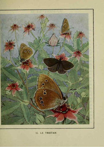 Reproducción/Reproduction 6197932816: Les papillons dans la nature Neuchâtel ;Éditions Delachaux and Niestlé, s.a., 1934