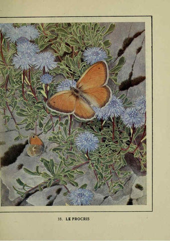 Reproducción/Reproduction 6197413395: Les papillons dans la nature Neuchâtel ;Éditions Delachaux and Niestlé, s.a., 1934