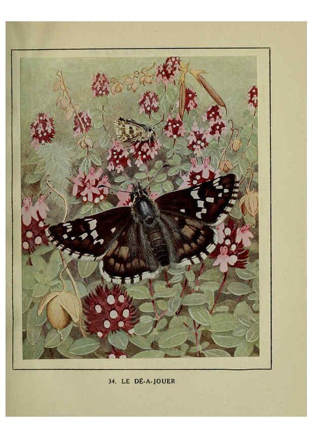 Reproducción/Reproduction 6197933076: Les papillons dans la nature Neuchâtel ;Éditions Delachaux and Niestlé, s.a., 1934