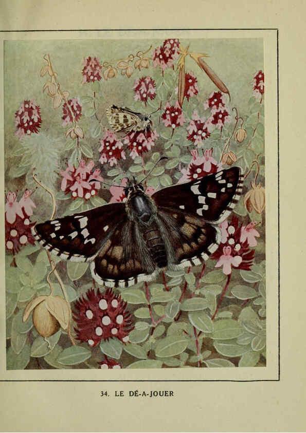 Reproducción/Reproduction 6197933076: Les papillons dans la nature Neuchâtel ;Éditions Delachaux and Niestlé, s.a., 1934