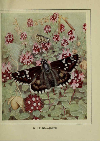 Reproducción/Reproduction 6197933076: Les papillons dans la nature Neuchâtel ;Éditions Delachaux and Niestlé, s.a., 1934