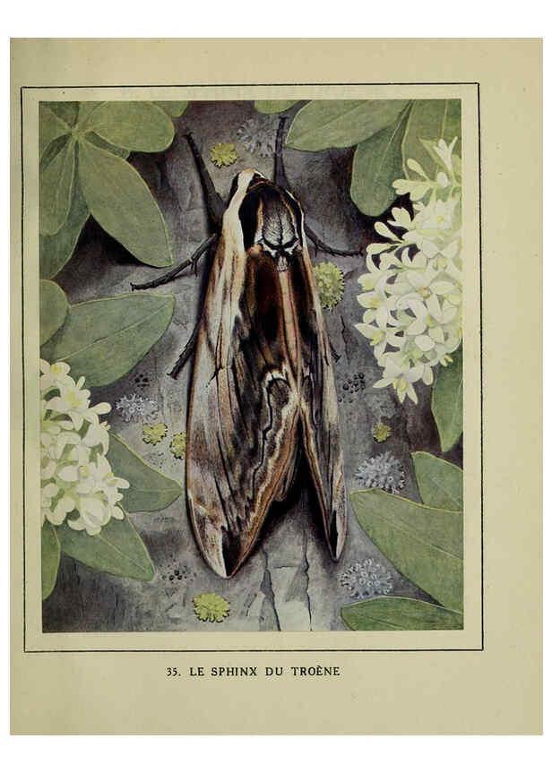 Reproducción/Reproduction 6197413671: Les papillons dans la nature Neuchâtel ;Éditions Delachaux and Niestlé, s.a., 1934