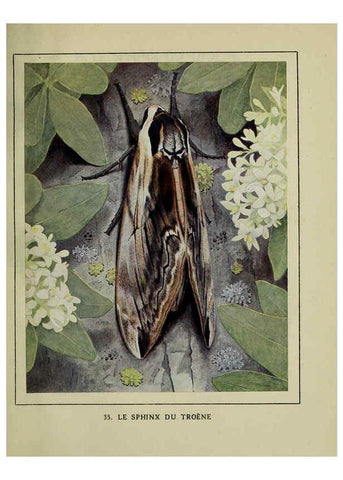 Reproducción/Reproduction 6197413671: Les papillons dans la nature Neuchâtel ;Éditions Delachaux and Niestlé, s.a., 1934