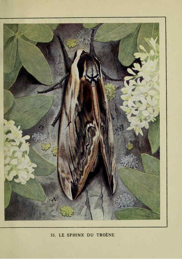 Reproducción/Reproduction 6197413671: Les papillons dans la nature Neuchâtel ;Éditions Delachaux and Niestlé, s.a., 1934