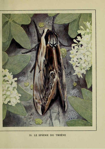 Reproducción/Reproduction 6197413671: Les papillons dans la nature Neuchâtel ;Éditions Delachaux and Niestlé, s.a., 1934