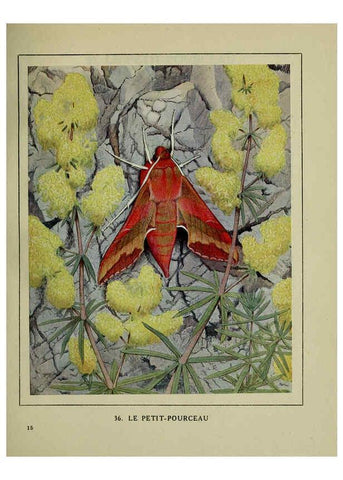 Reproducción/Reproduction 6197413823: Les papillons dans la nature Neuchâtel ;Éditions Delachaux and Niestlé, s.a., 1934