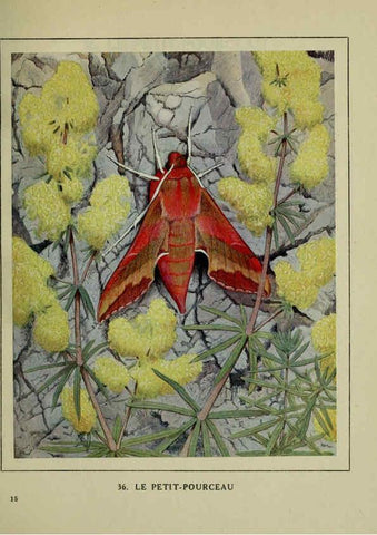 Reproducción/Reproduction 6197413823: Les papillons dans la nature Neuchâtel ;Éditions Delachaux and Niestlé, s.a., 1934