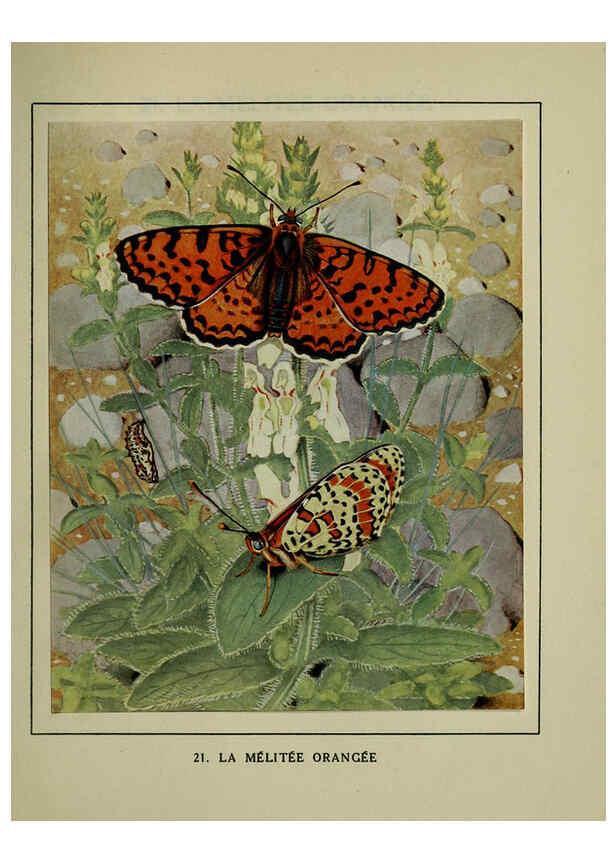 Reproducción/Reproduction 6197411557: Les papillons dans la nature Neuchâtel ;Éditions Delachaux and Niestlé, s.a., 1934