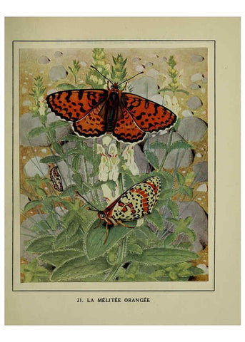 Reproducción/Reproduction 6197411557: Les papillons dans la nature Neuchâtel ;Éditions Delachaux and Niestlé, s.a., 1934
