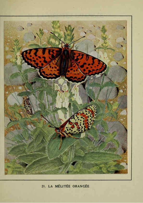 Reproducción/Reproduction 6197411557: Les papillons dans la nature Neuchâtel ;Éditions Delachaux and Niestlé, s.a., 1934