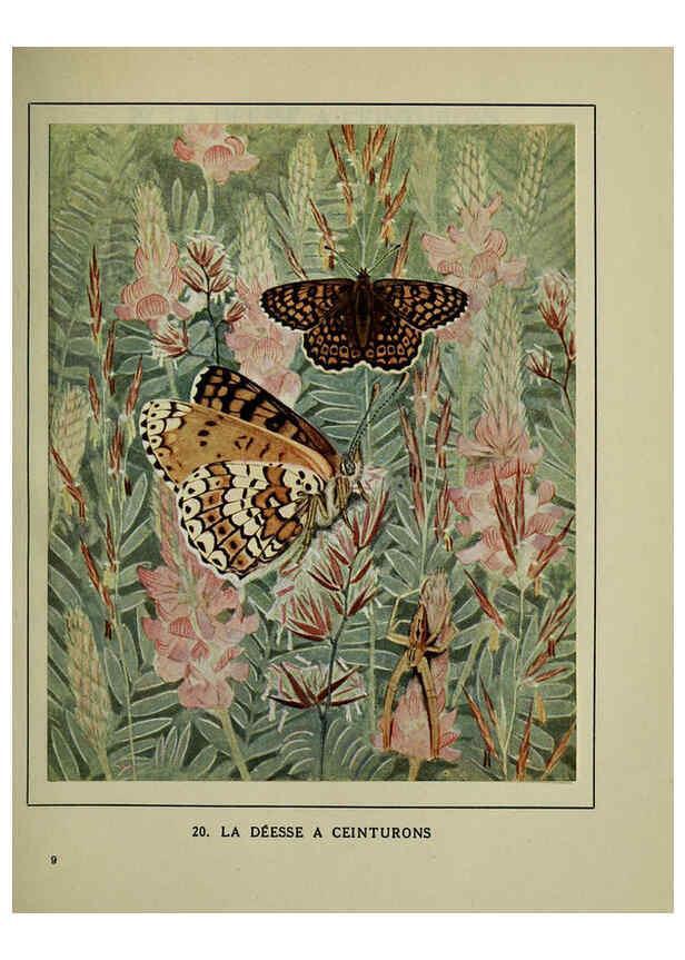 Reproducción/Reproduction 6197931016: Les papillons dans la nature Neuchâtel ;Éditions Delachaux and Niestlé, s.a., 1934