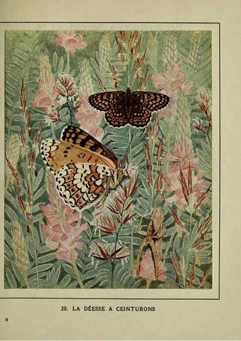 Reproducción/Reproduction 6197931016: Les papillons dans la nature Neuchâtel ;Éditions Delachaux and Niestlé, s.a., 1934