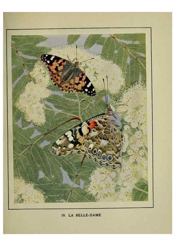 Reproducción/Reproduction 6197930862: Les papillons dans la nature Neuchâtel ;Éditions Delachaux and Niestlé, s.a., 1934