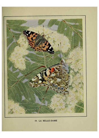 Reproducción/Reproduction 6197930862: Les papillons dans la nature Neuchâtel ;Éditions Delachaux and Niestlé, s.a., 1934