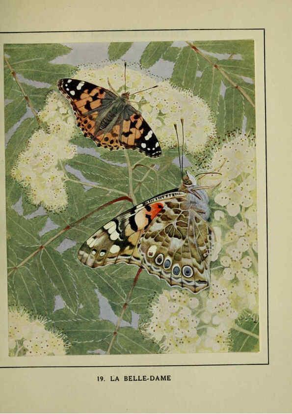 Reproducción/Reproduction 6197930862: Les papillons dans la nature Neuchâtel ;Éditions Delachaux and Niestlé, s.a., 1934