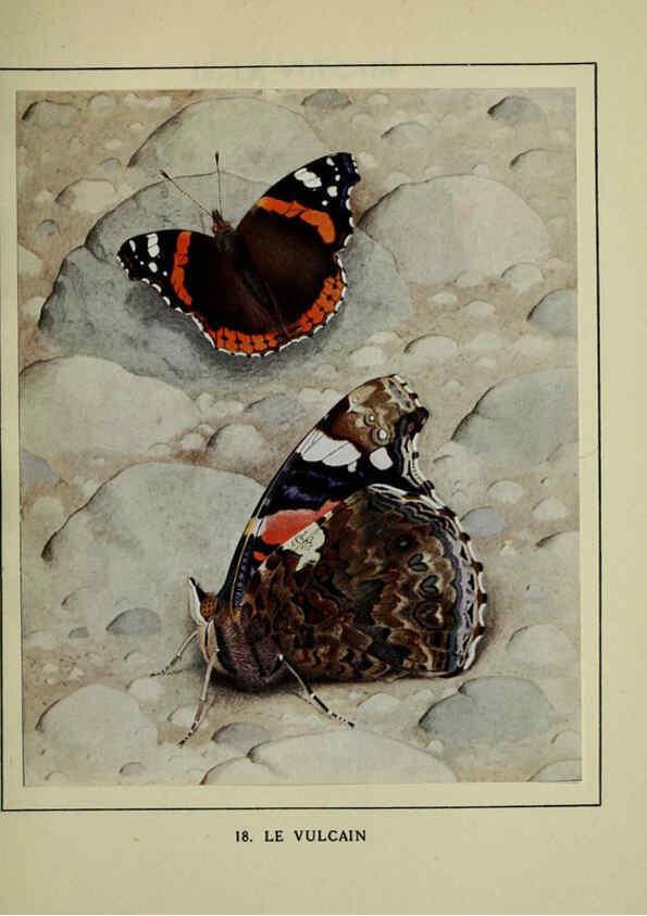 Reproducción/Reproduction 6197930746: Les papillons dans la nature Neuchâtel ;Éditions Delachaux and Niestlé, s.a., 1934