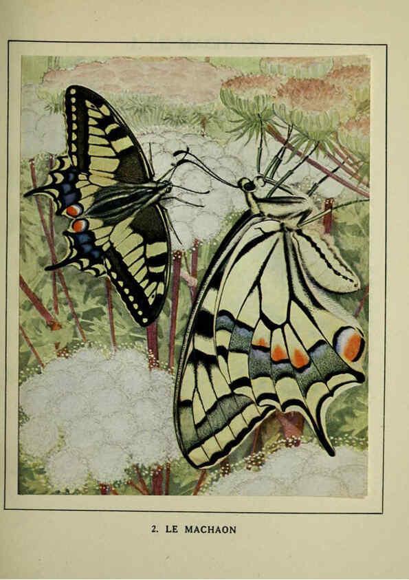 Reproducción/Reproduction 6197928184: Les papillons dans la nature Neuchâtel ;Éditions Delachaux and Niestlé, s.a., 1934
