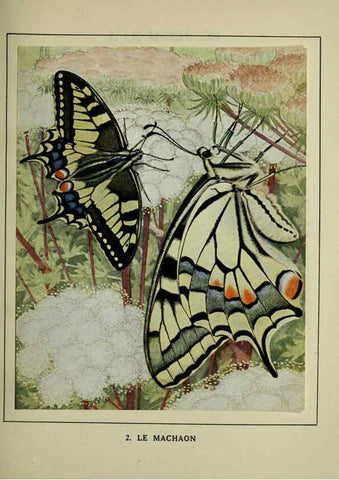Reproducción/Reproduction 6197928184: Les papillons dans la nature Neuchâtel ;Éditions Delachaux and Niestlé, s.a., 1934