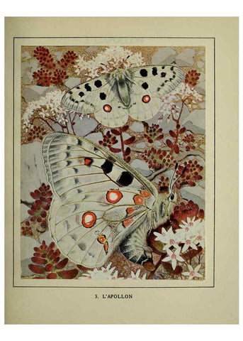 Reproducción/Reproduction 6197408851: Les papillons dans la nature Neuchâtel ;Éditions Delachaux and Niestlé, s.a., 1934