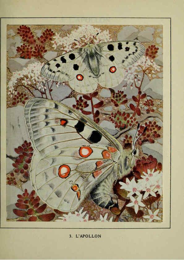 Reproducción/Reproduction 6197408851: Les papillons dans la nature Neuchâtel ;Éditions Delachaux and Niestlé, s.a., 1934