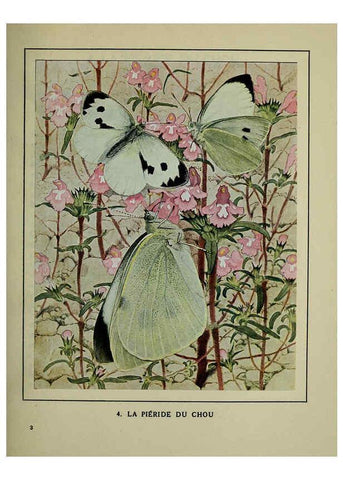 Reproducción/Reproduction 6197408983: Les papillons dans la nature Neuchâtel ;Éditions Delachaux and Niestlé, s.a., 1934