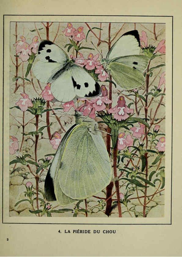 Reproducción/Reproduction 6197408983: Les papillons dans la nature Neuchâtel ;Éditions Delachaux and Niestlé, s.a., 1934