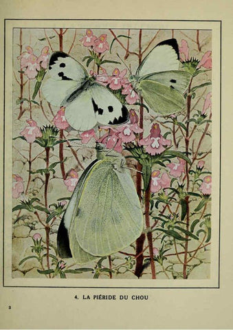 Reproducción/Reproduction 6197408983: Les papillons dans la nature Neuchâtel ;Éditions Delachaux and Niestlé, s.a., 1934