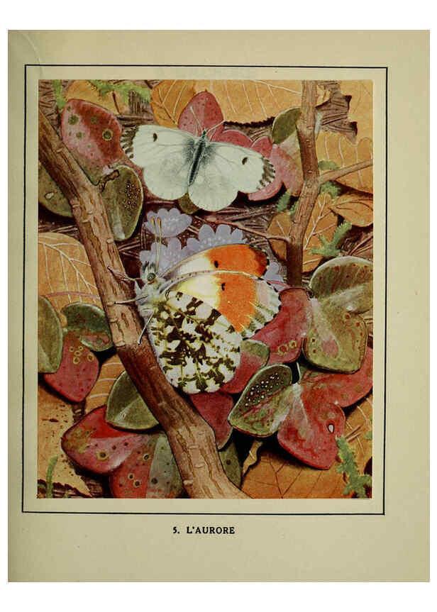 Reproducción/Reproduction 6197928722: Les papillons dans la nature Neuchâtel ;Éditions Delachaux and Niestlé, s.a., 1934