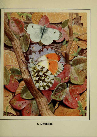 Reproducción/Reproduction 6197928722: Les papillons dans la nature Neuchâtel ;Éditions Delachaux and Niestlé, s.a., 1934