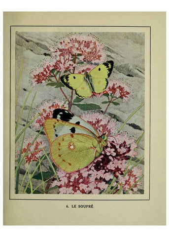 Reproducción/Reproduction 6197928856: Les papillons dans la nature Neuchâtel ;Éditions Delachaux and Niestlé, s.a., 1934