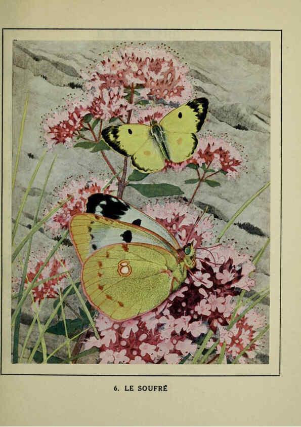 Reproducción/Reproduction 6197928856: Les papillons dans la nature Neuchâtel ;Éditions Delachaux and Niestlé, s.a., 1934