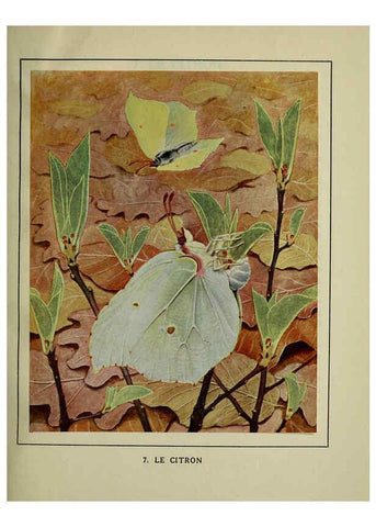 Reproducción/Reproduction 6197409437: Les papillons dans la nature Neuchâtel ;Éditions Delachaux and Niestlé, s.a., 1934