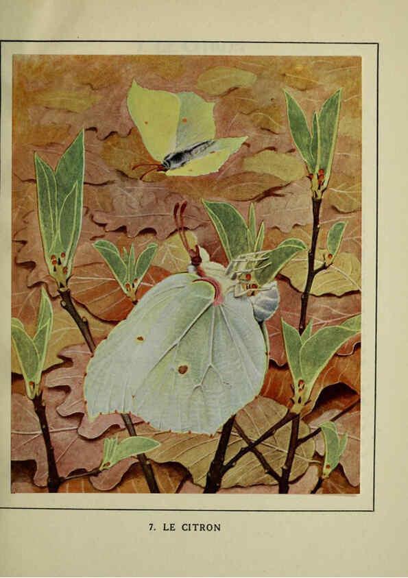 Reproducción/Reproduction 6197409437: Les papillons dans la nature Neuchâtel ;Éditions Delachaux and Niestlé, s.a., 1934