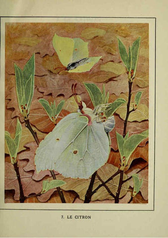 Reproducción/Reproduction 6197409437: Les papillons dans la nature Neuchâtel ;Éditions Delachaux and Niestlé, s.a., 1934