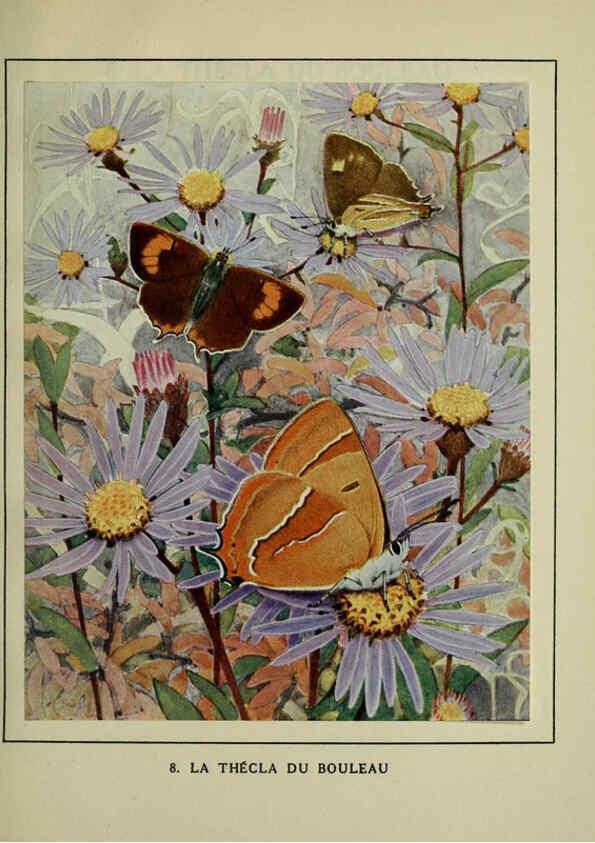 Reproducción/Reproduction 6197409579: Les papillons dans la nature Neuchâtel ;Éditions Delachaux and Niestlé, s.a., 1934