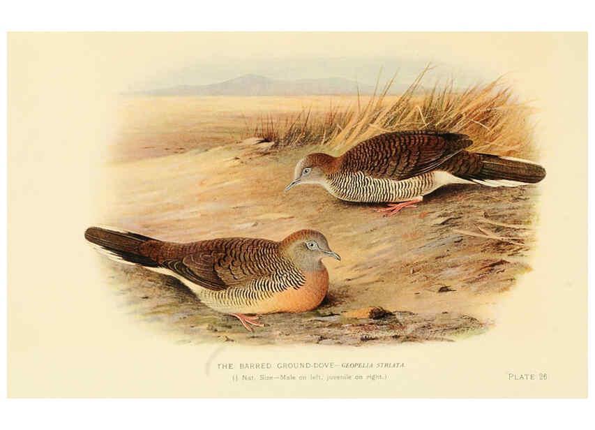 Reproducción/Reproduction 6197898440: Indian pigeons and doves London,Witherby & Co.,1913