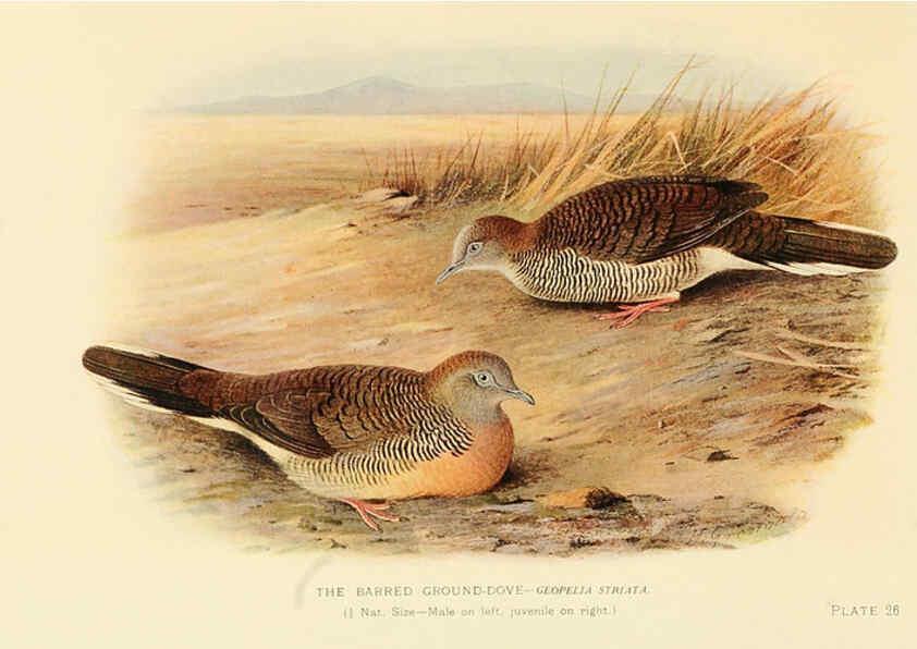 Reproducción/Reproduction 6197898440: Indian pigeons and doves London,Witherby & Co.,1913