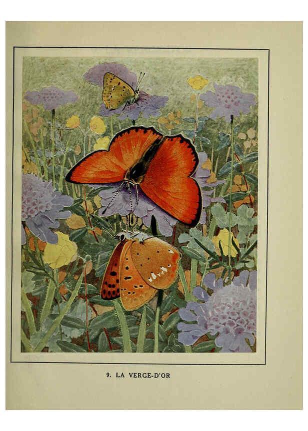 Reproducción/Reproduction 6197929300: Les papillons dans la nature Neuchâtel ;Éditions Delachaux and Niestlé, s.a., 1934