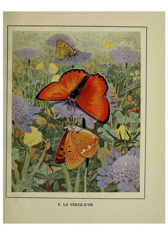 Reproducción/Reproduction 6197929300: Les papillons dans la nature Neuchâtel ;Éditions Delachaux and Niestlé, s.a., 1934