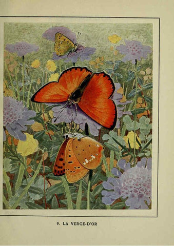 Reproducción/Reproduction 6197929300: Les papillons dans la nature Neuchâtel ;Éditions Delachaux and Niestlé, s.a., 1934