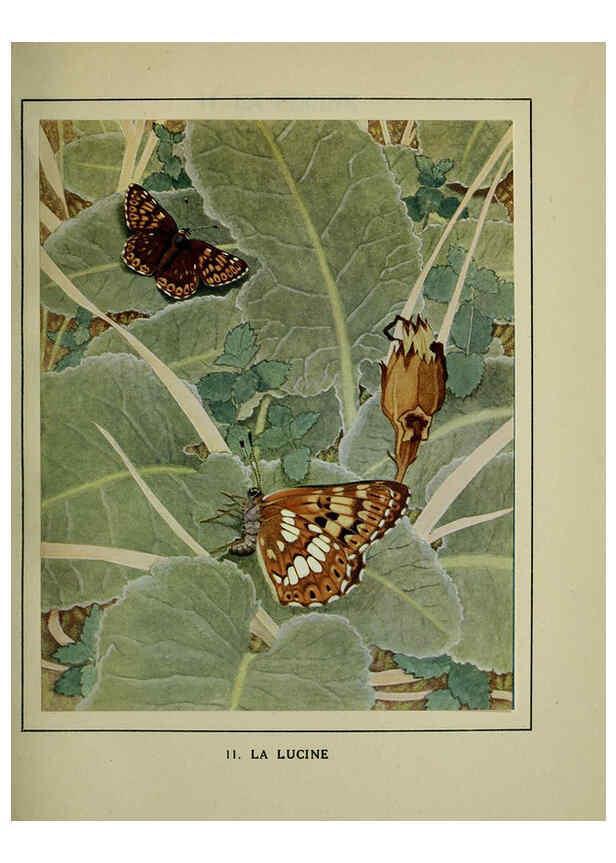 Reproducción/Reproduction 6197929638: Les papillons dans la nature Neuchâtel ;Éditions Delachaux and Niestlé, s.a., 1934