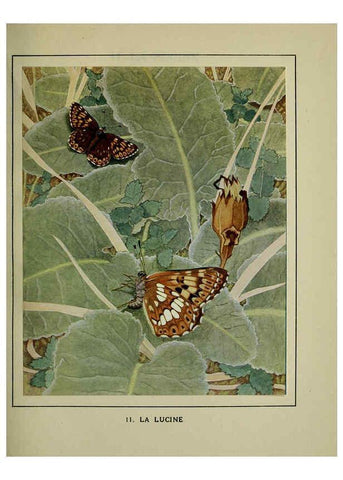 Reproducción/Reproduction 6197929638: Les papillons dans la nature Neuchâtel ;Éditions Delachaux and Niestlé, s.a., 1934