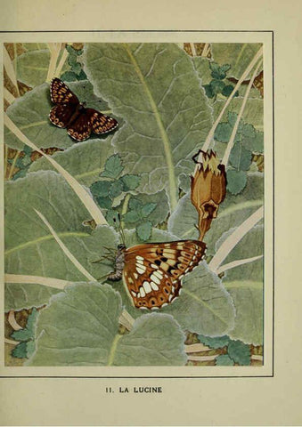 Reproducción/Reproduction 6197929638: Les papillons dans la nature Neuchâtel ;Éditions Delachaux and Niestlé, s.a., 1934
