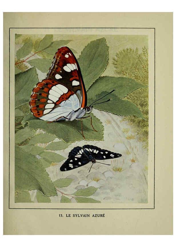 Reproducción/Reproduction 6197410391: Les papillons dans la nature Neuchâtel ;Éditions Delachaux and Niestlé, s.a., 1934