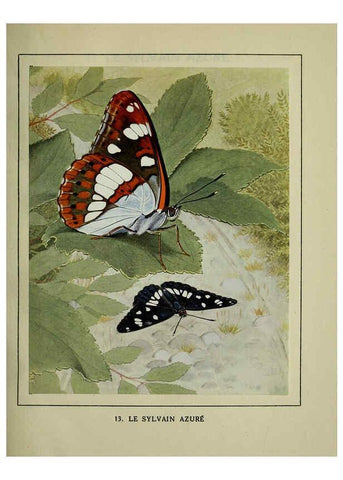 Reproducción/Reproduction 6197410391: Les papillons dans la nature Neuchâtel ;Éditions Delachaux and Niestlé, s.a., 1934