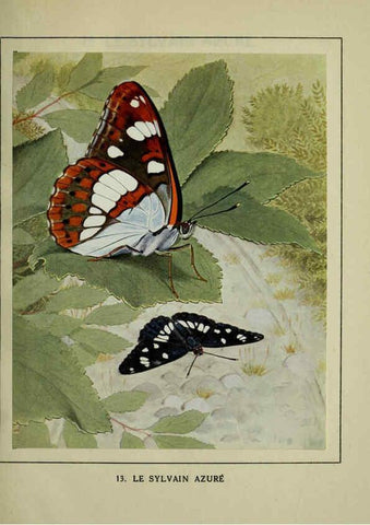 Reproducción/Reproduction 6197410391: Les papillons dans la nature Neuchâtel ;Éditions Delachaux and Niestlé, s.a., 1934