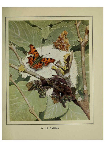 Reproducción/Reproduction 6197410537: Les papillons dans la nature Neuchâtel ;Éditions Delachaux and Niestlé, s.a., 1934