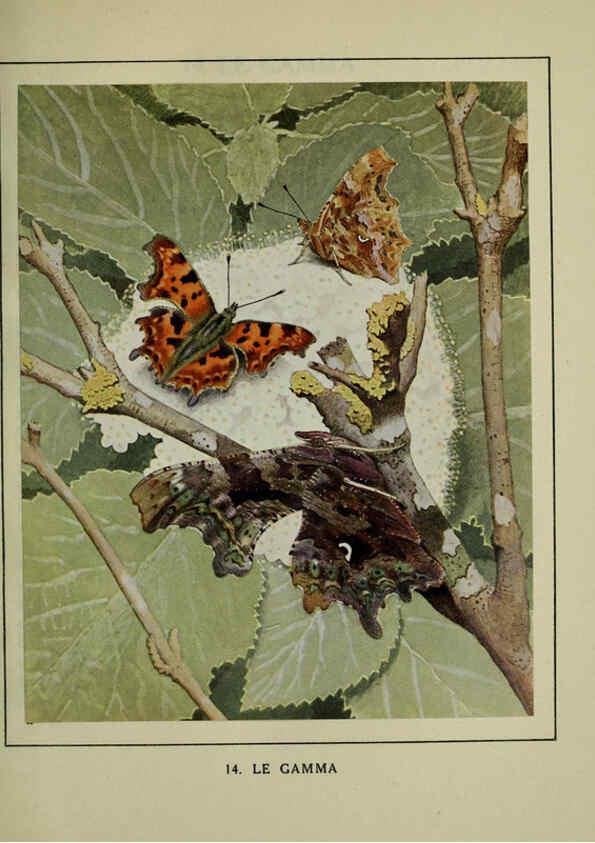 Reproducción/Reproduction 6197410537: Les papillons dans la nature Neuchâtel ;Éditions Delachaux and Niestlé, s.a., 1934