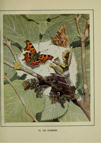 Reproducción/Reproduction 6197410537: Les papillons dans la nature Neuchâtel ;Éditions Delachaux and Niestlé, s.a., 1934